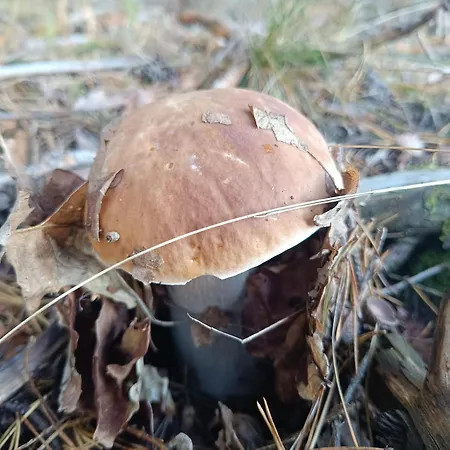 Hubertus Kosewo (Mragowo)