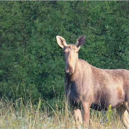 Hubertus Bed & Breakfast 3*